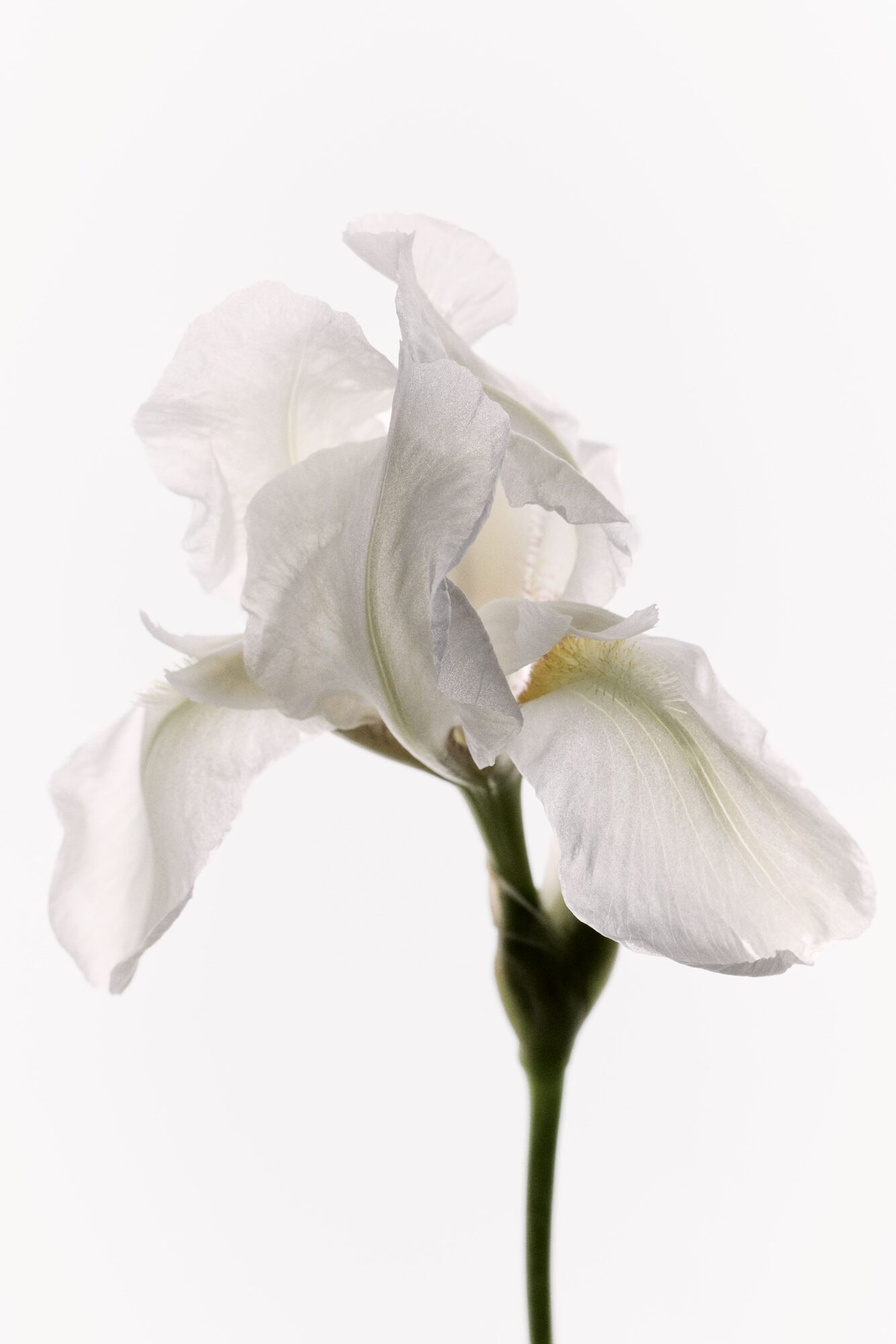 Iris bianco su fondo chiaro